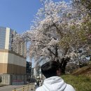 인천 벚꽃명소 sk석유화학단지 이번주 만개🌸