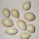 은행정천 이미지