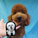 파주애견미용센터 이미지