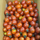 오천원할인 유기농대추방울토마토 맛있어요 이미지