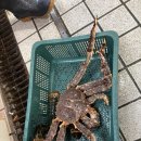 털보네수산 네이버블로그