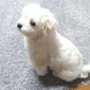 누리애견미용 이미지