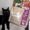 이다캣 | 'ANF' 식스 프리 플러스 인도어 캣 키튼 [나베는 맛있는게 좋아요!!🤣]