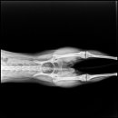 웰니스동물병원(롯데월드점) 이미지