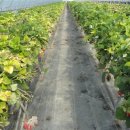 인태농장 이미지