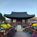 성주문화원 | 태안 국화축제를 다녀와서..