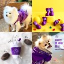 타이니펫 송파헬리오시티점 | 펫프랜들리 , 강아지동반 커피 프렌차이즈 카페 리스트!