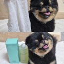 자연속의 펫 | 에브리원스 수딩&amp;마일드 강아지 저자극 보습 샴푸, 펫 바디 티슈 솔직 후기