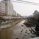 제6회 불광천 벚꽃축제 (2017.04.09)