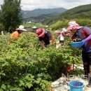 일손인력 뉴스메이커