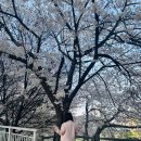 안양천 | 🌸 광명 구일역 안양천 벚꽃 산책 후기 (철산동 주차 정보까지!)