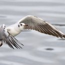 갈매기꿈 이미지