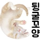 미미네 애견미용실 이미지