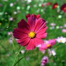 코스모스농원 이미지