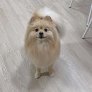 도그아레아 이미지