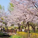 용산근린 공원진입로 | 용산 가족공원 벚꽃 명소, 용산역 놀거리 가볼만한곳 봄데이트