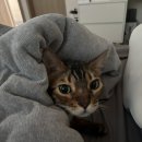 건강한펫 - 고양시 일산서구 탄중로101번길 41 | 🐱 건강한펫 고양이 트릿 종류별 간식 후기 - 까탈스러운 랑이💓