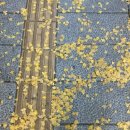 마루콩콩 이미지