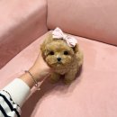 럽댕 강아지분양 이미지