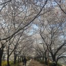 안양천 공중화장실(소하화장실) | 3월 30일 안양천 벚꽃 개화 10% 🌸 이번 주말 나들이 가능할까?