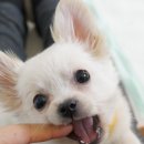 예솔 이미지