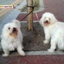 동물농장 이미지