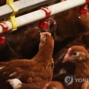양계장닭한마리 이미지