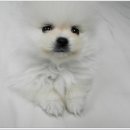 유올펫 강아지고양이 청주점 이미지