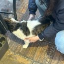 도란 | [성남 카페/카페 도란] 오리역 휘낭시에와 마들렌이 맛있는 고양이가 있는 카페도란 내돈내산 후기