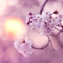 바이올렛(Violet)
