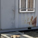 미소카페 | 거제도 오션뷰 좋은 디저트 맛집 카페 '미소마레' 개 솔직 후기