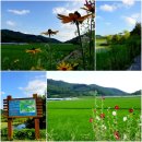 우포늪 자전거여행-신비의 숲, 환상 노을과 아침 풍경(물꿩과 가시연꽃) 이미지