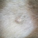 금비동물병원 이미지