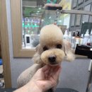 놀러와캣독 네이버블로그