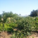 감자마을 이미지