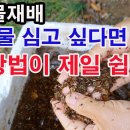 산나물 재배. 취나물 심어 재배하고 싶다면 이 방법이 제일 쉽네요 이미지