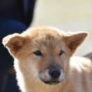 달구벌진도 이미지