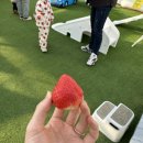 고덕농장 | 평택 고덕딸기체험팜 아이랑 가기 좋은 딸기농장 예약링크