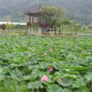 곡성-009 Daum카페