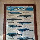 소라고래집 이미지