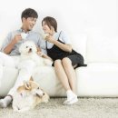 강아지분양 고양이분양 헬로브리더 이미지