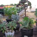 명원농장 이미지