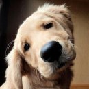 우쭈쭈 내강아지 이미지