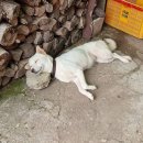 귀가편안한세상 이미지