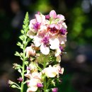 그룸그룸 이미지