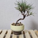 공릉역 식물가게 공릉꽃집 그래시룸