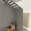 마마캐터리 이미지