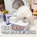 펫마트 강아지 논산점 | 강아지 오줌색 혈뇨 해결 방법·펫마트 별내점 닉센 정수기로 음수량 채우기