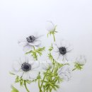 보태니컬 아트 이미지
