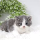 하나행운켄넬 | 평리동고양이분양 눈이 어찌나 맑고 반짝이는지